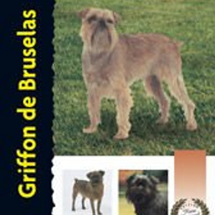 Griffon de Bruselas (Excellence-Raza Especial) 1