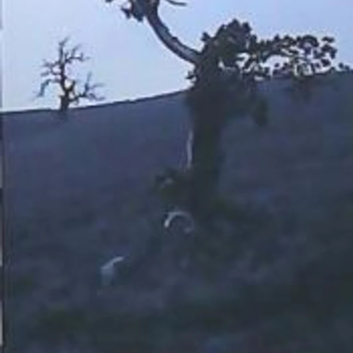 PENSAR UN ARBOL 1