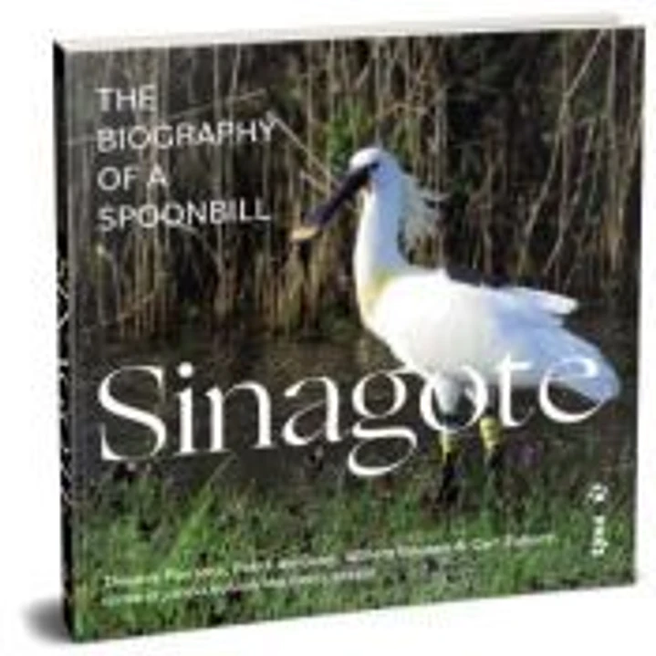 SINAGOTE - INGLES 1