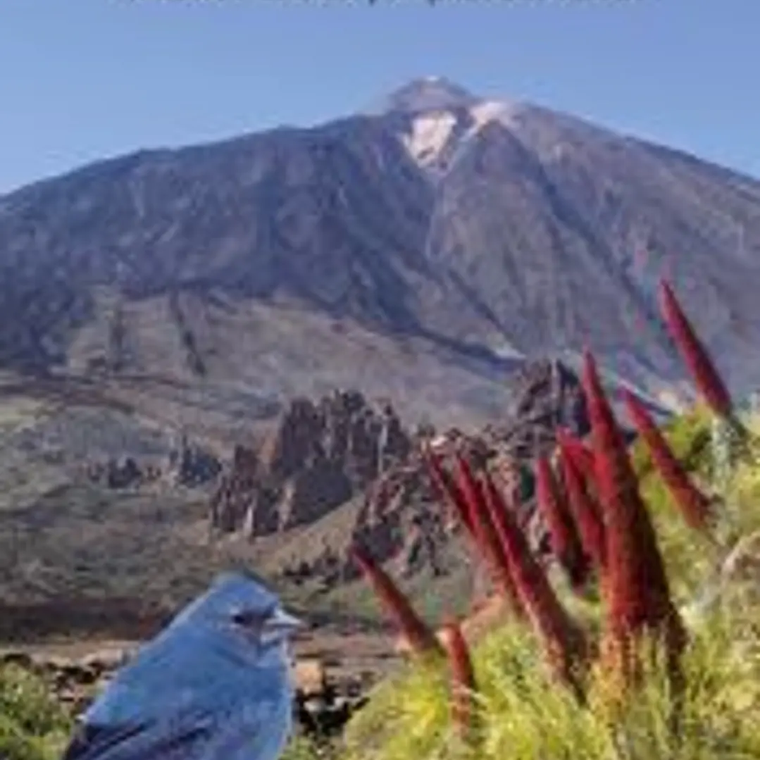 Tenerife. Pinzones azules y esplendor floral 1