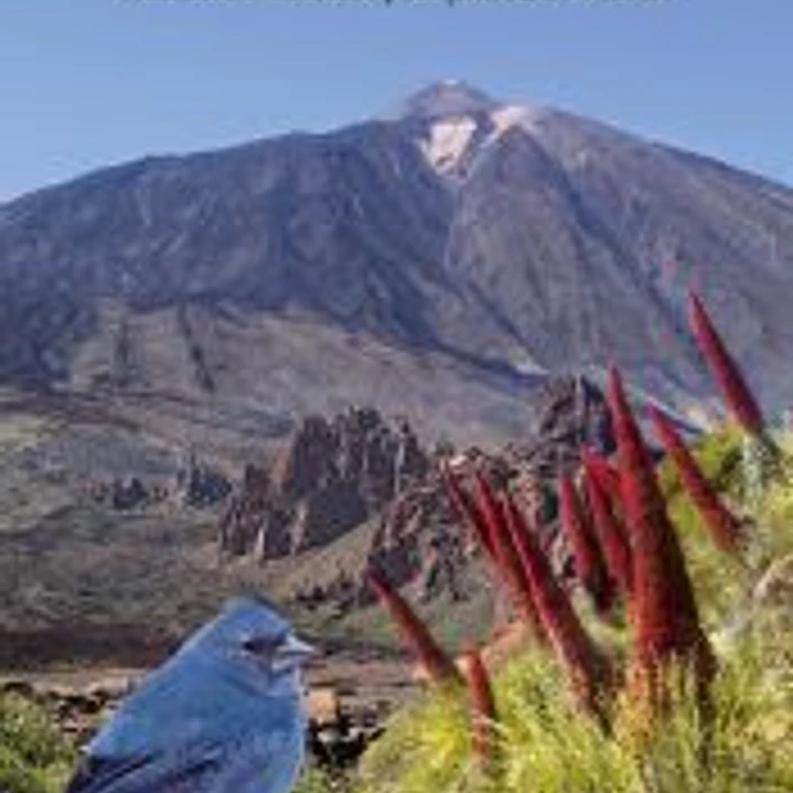 Tenerife. Pinzones azules y esplendor floral 1