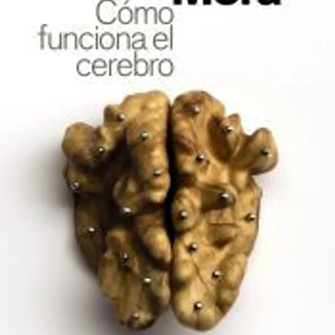 Cómo funciona el cerebro 1