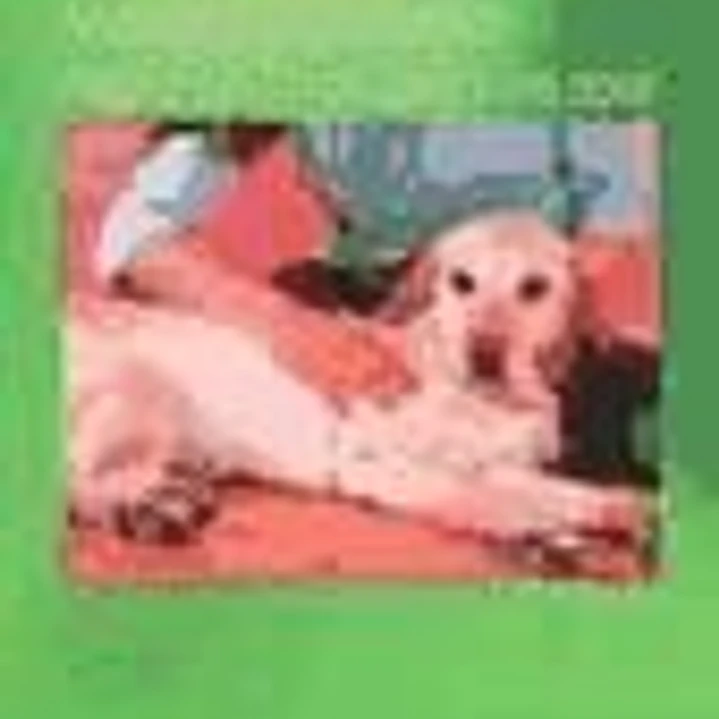Fisioterapia: Masaje del perro. Mejora dela movilidad y del dolor 1