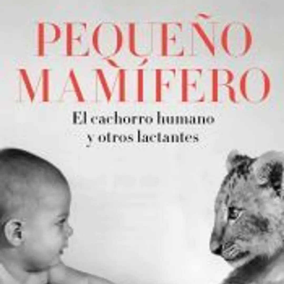 Pequeño mamífero 1
