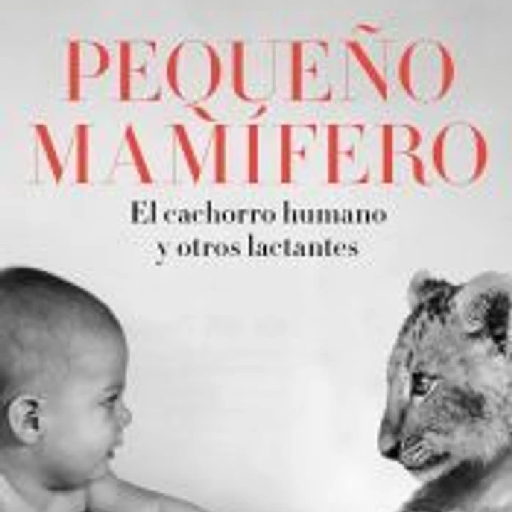 Pequeño mamífero 1