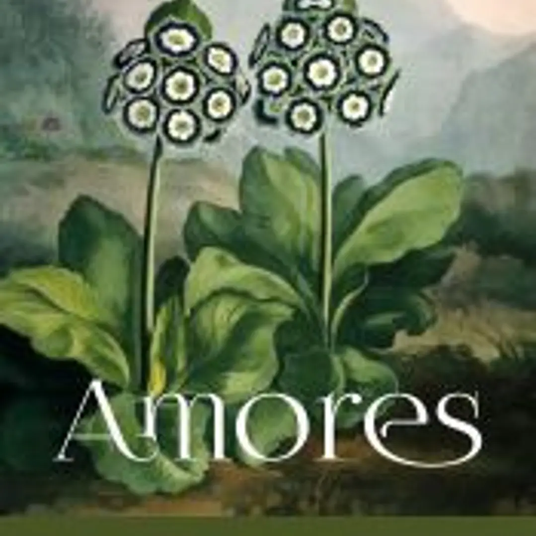 Amores 1