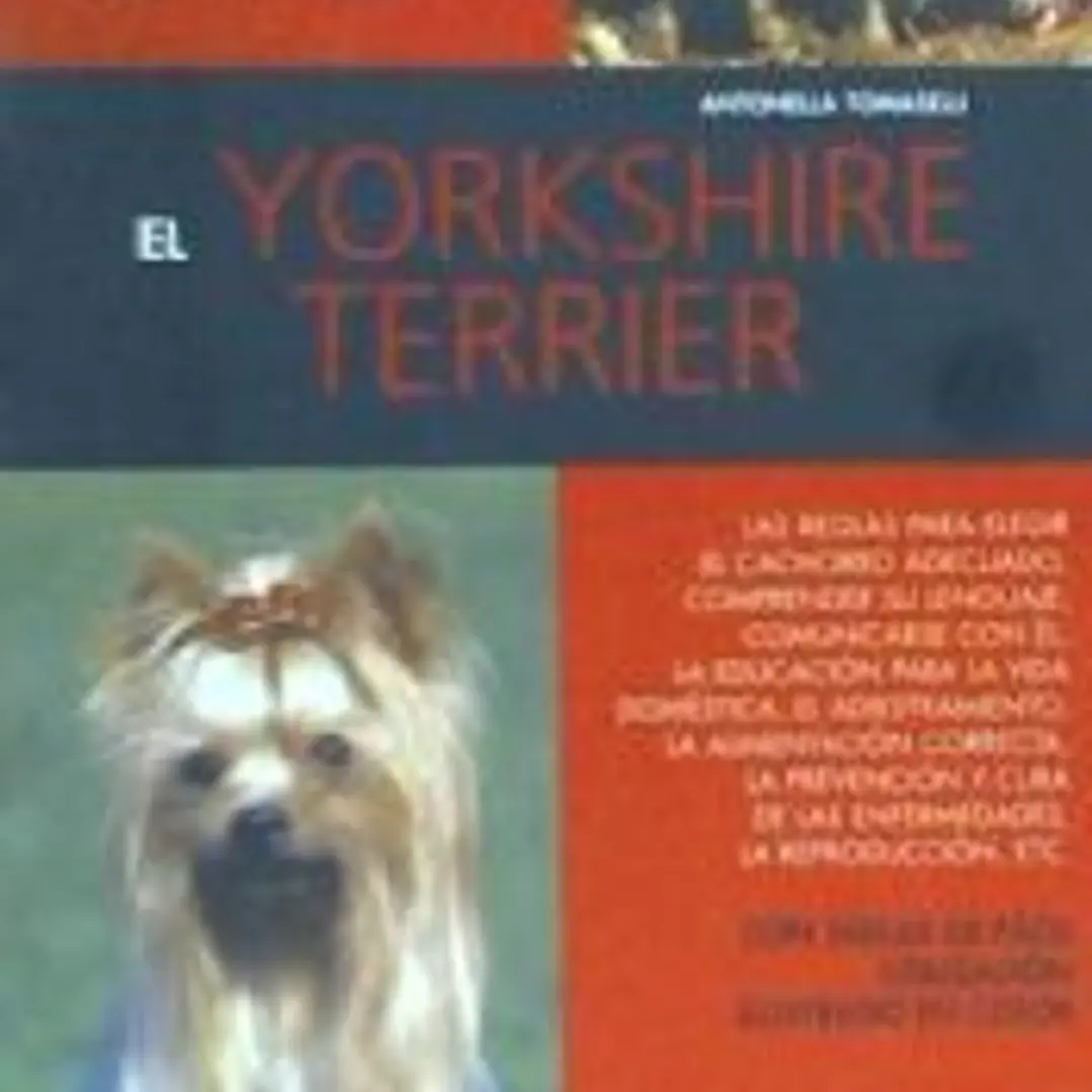 YORKSHIRE TERRIER, EL 1