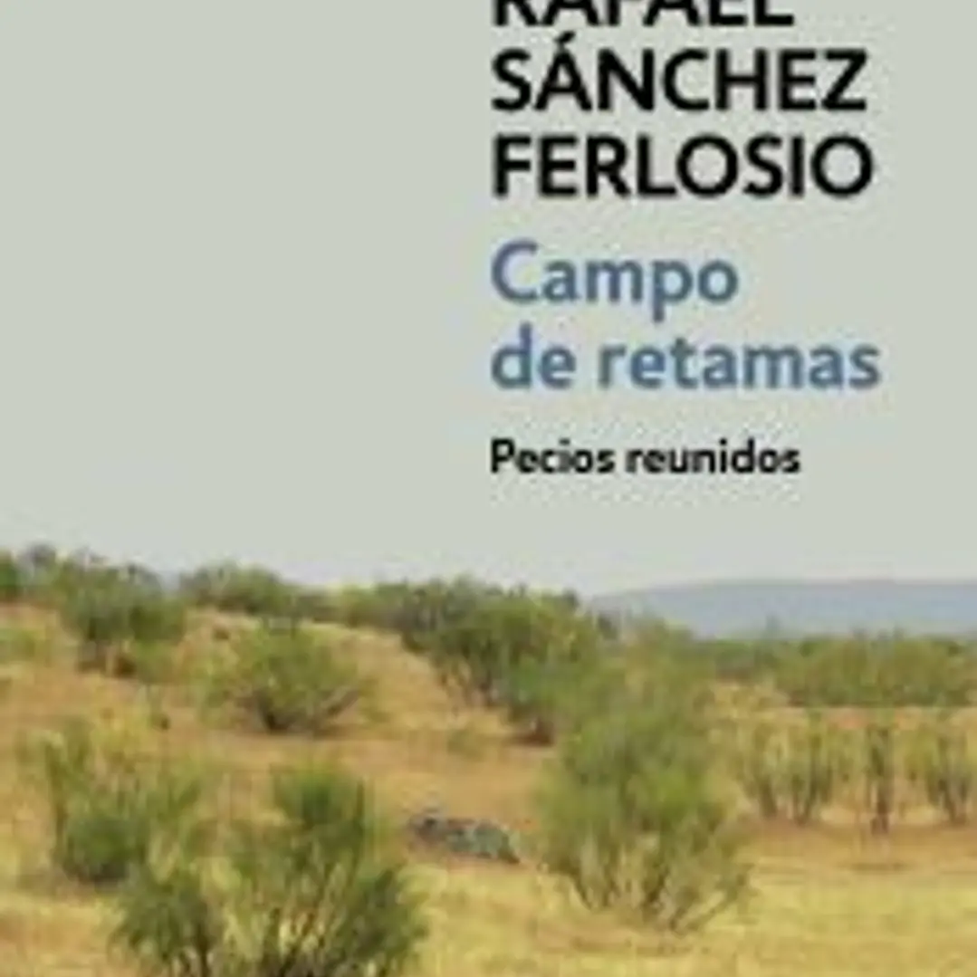 Campo de retamas 1
