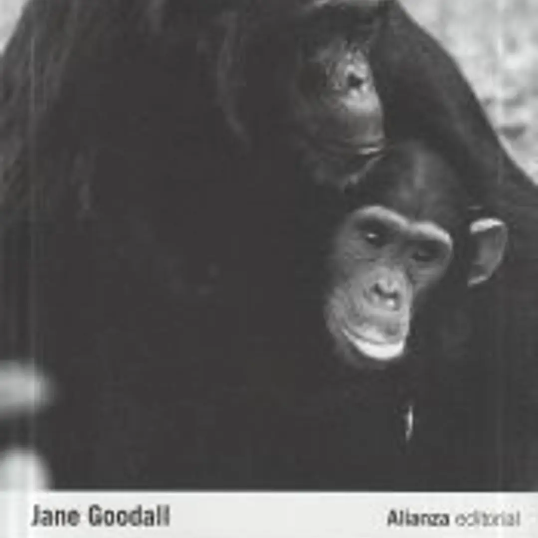 A través de una ventana: Treinta años estudiando a los chimpancés 1