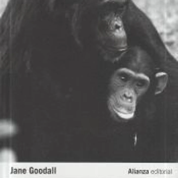 A través de una ventana: Treinta años estudiando a los chimpancés 1
