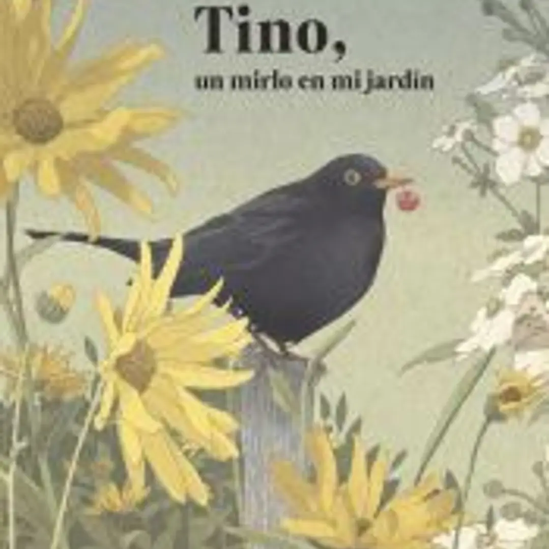 Tino, un mirlo en mi jardín 1