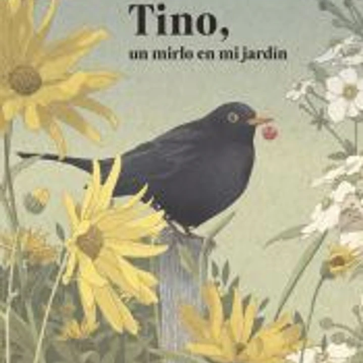 Tino, un mirlo en mi jardín 1