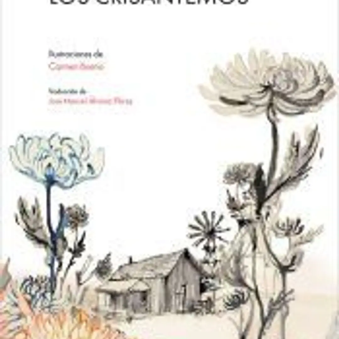 Los crisantemos 1