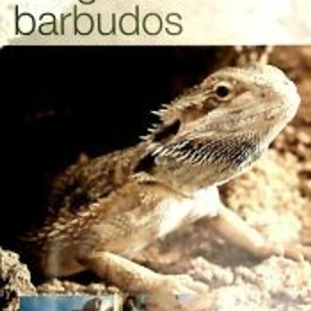 Dragones barbudos 1