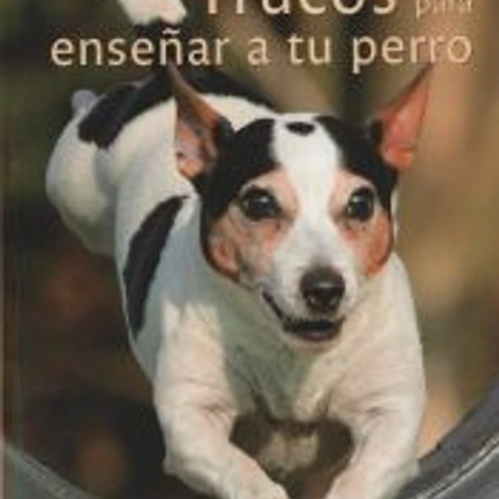 Trucos para enseñar a tu perro 1