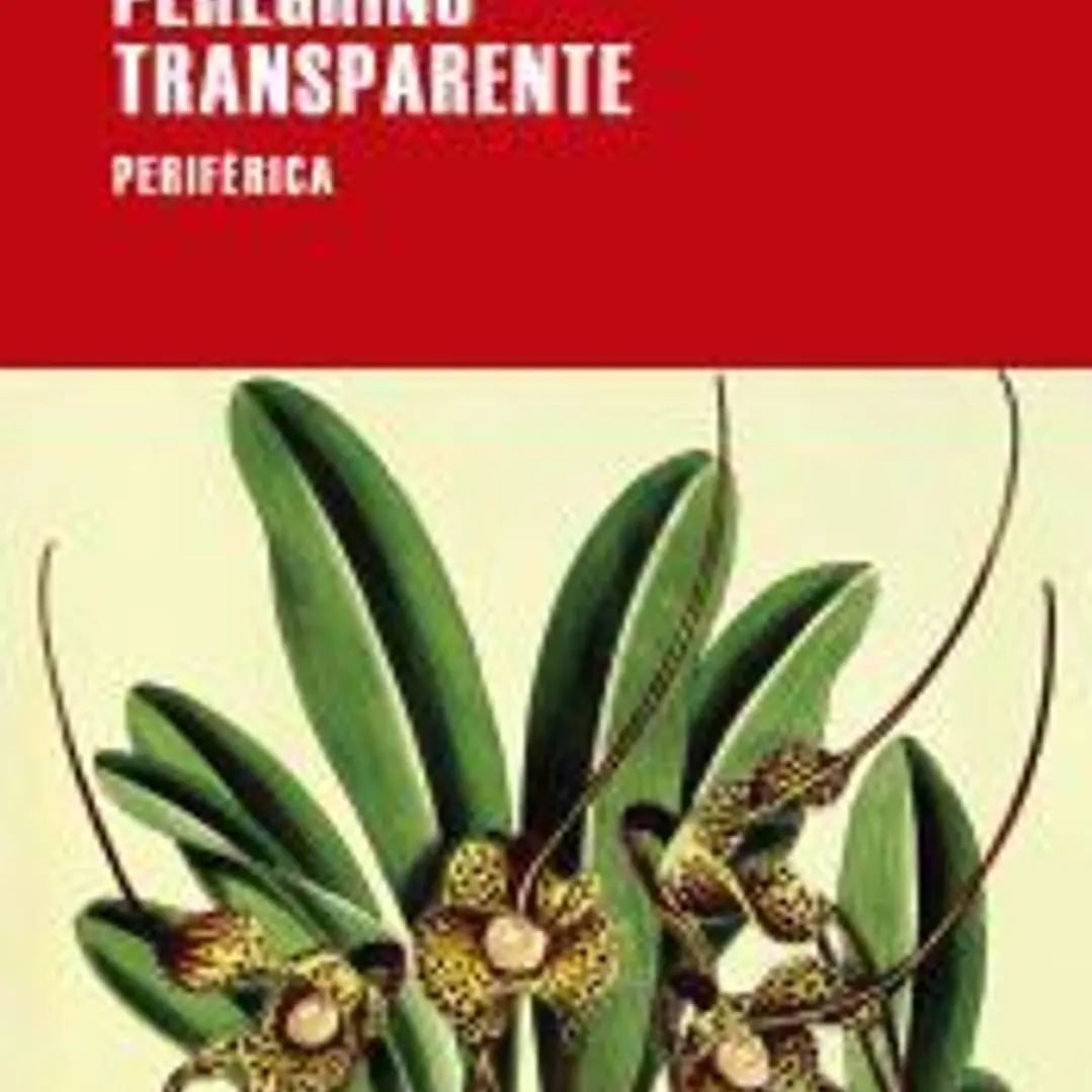 Peregrino transparente 1