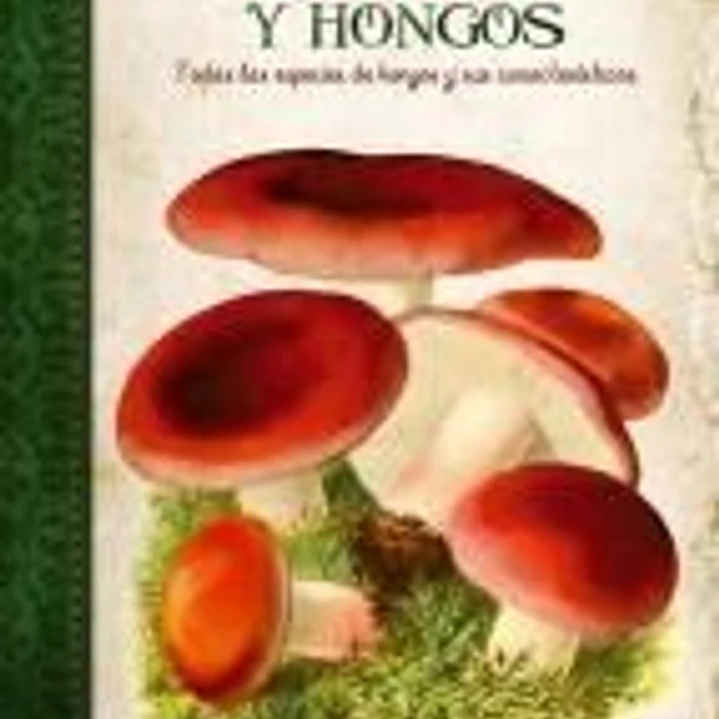 Setas y Hongos: Todas las Especies de Hongos y sus Características 1