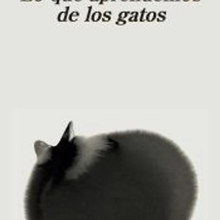 Lo que aprendemos de los gatos 1