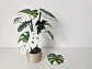 Posa Vasos Estilo planta Monstera  - Miniatura 2