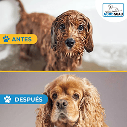 Secadora de Pelo - Image 6