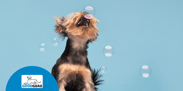 ¿A los cuántos meses se puede bañar mi cachorro?  desde qué mes se puede bañar un cachorro?