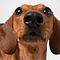 Perros Salchicha: pequeños, alargados… ¡y con mucha personalidad!