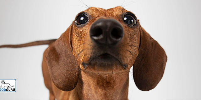 Perros Salchicha: pequeños, alargados… ¡y con mucha personalidad!