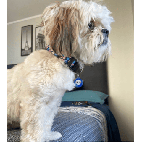 Collar de identificación para perro diseño DONUTS