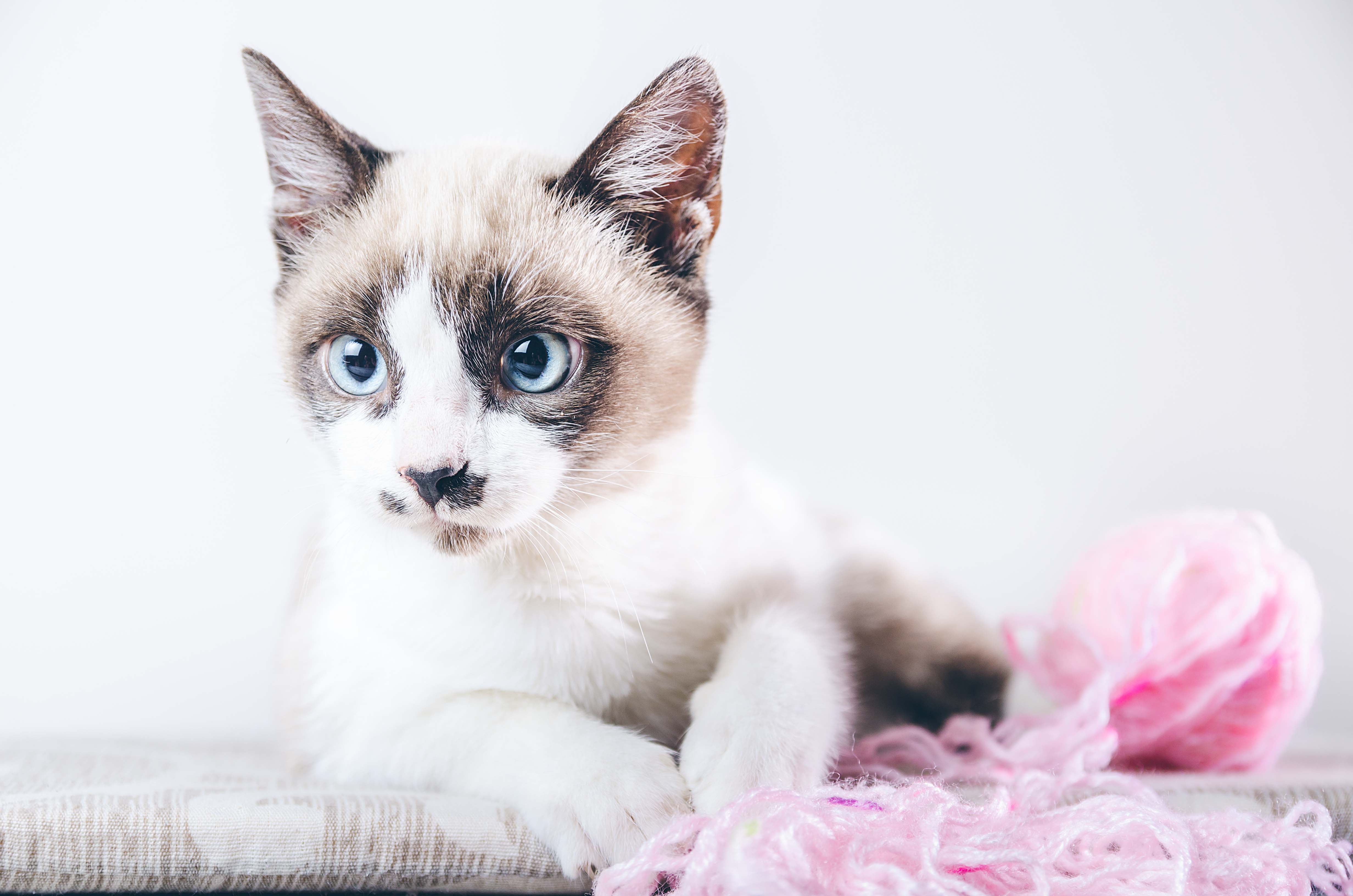 ¿TODOS LOS GATOS NACEN CON OJOS AZULES?