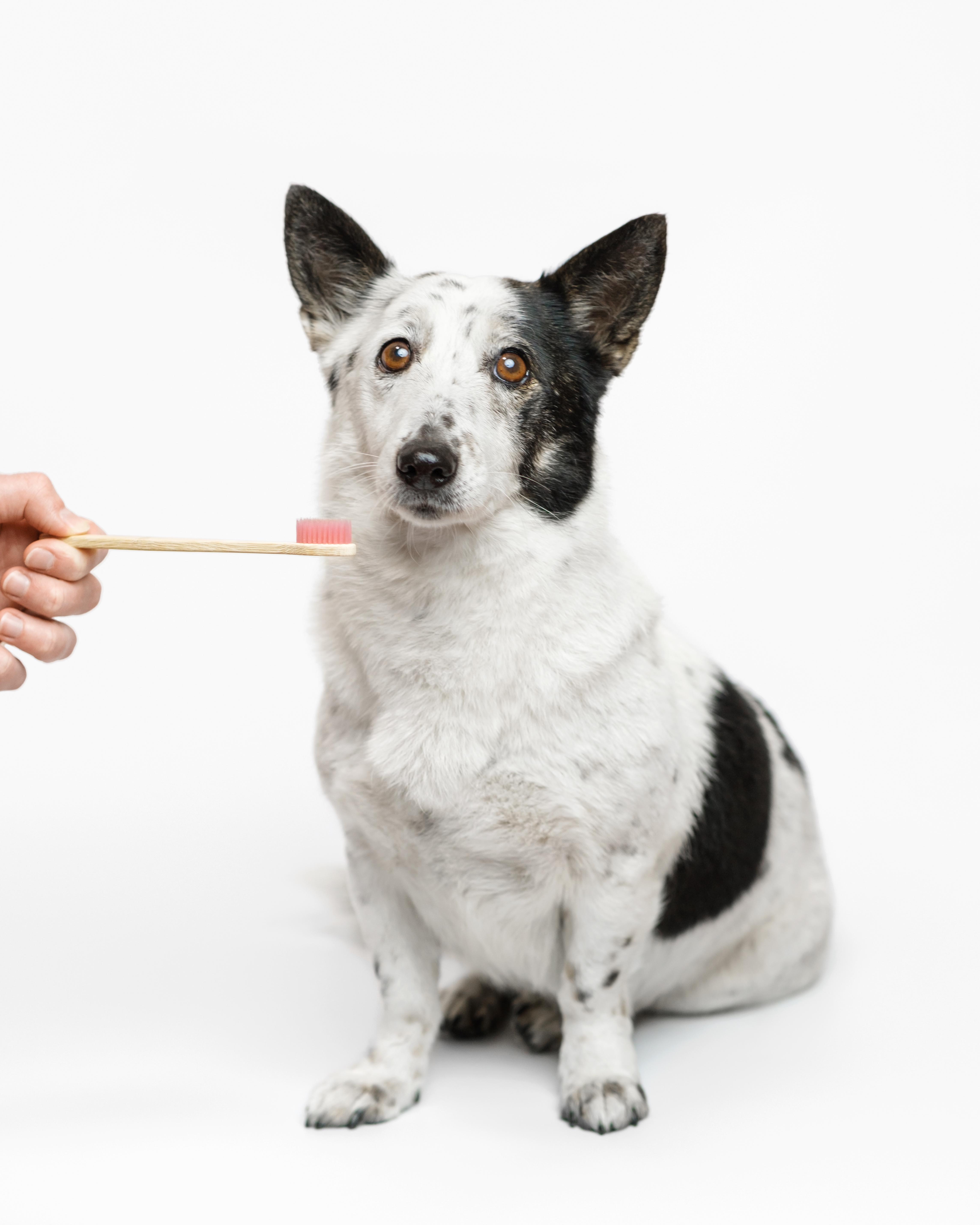 ¿LA BOCA DE LOS PERROS ES MÁS LIMPIA QUE LA DE LOS HUMANOS?