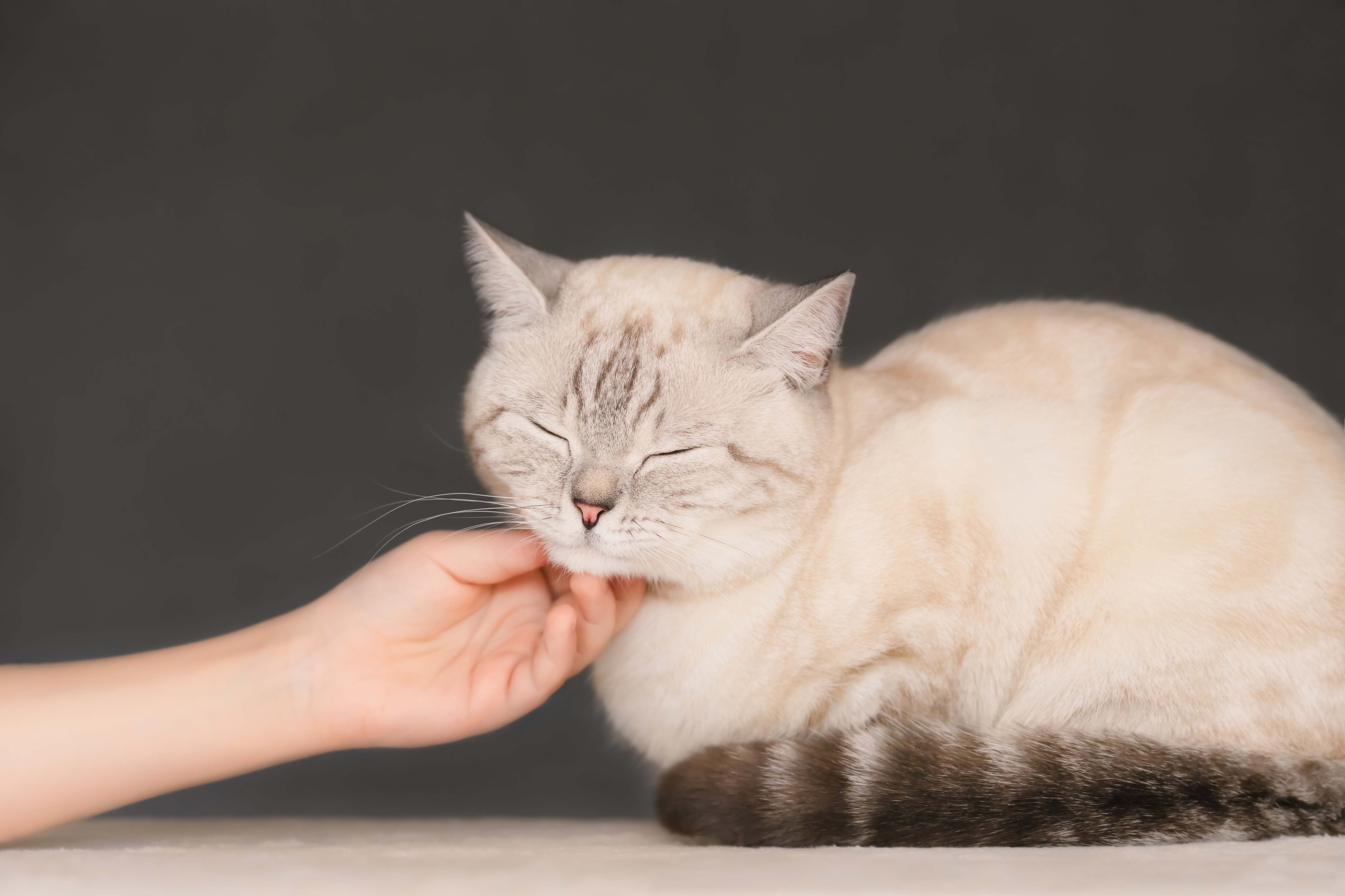 ¿POR QUÉ LOS GATOS RONRONEAN?