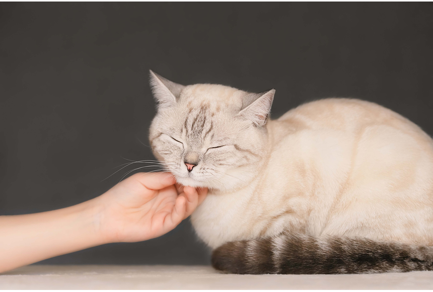 ¿POR QUÉ LOS GATOS RONRONEAN?