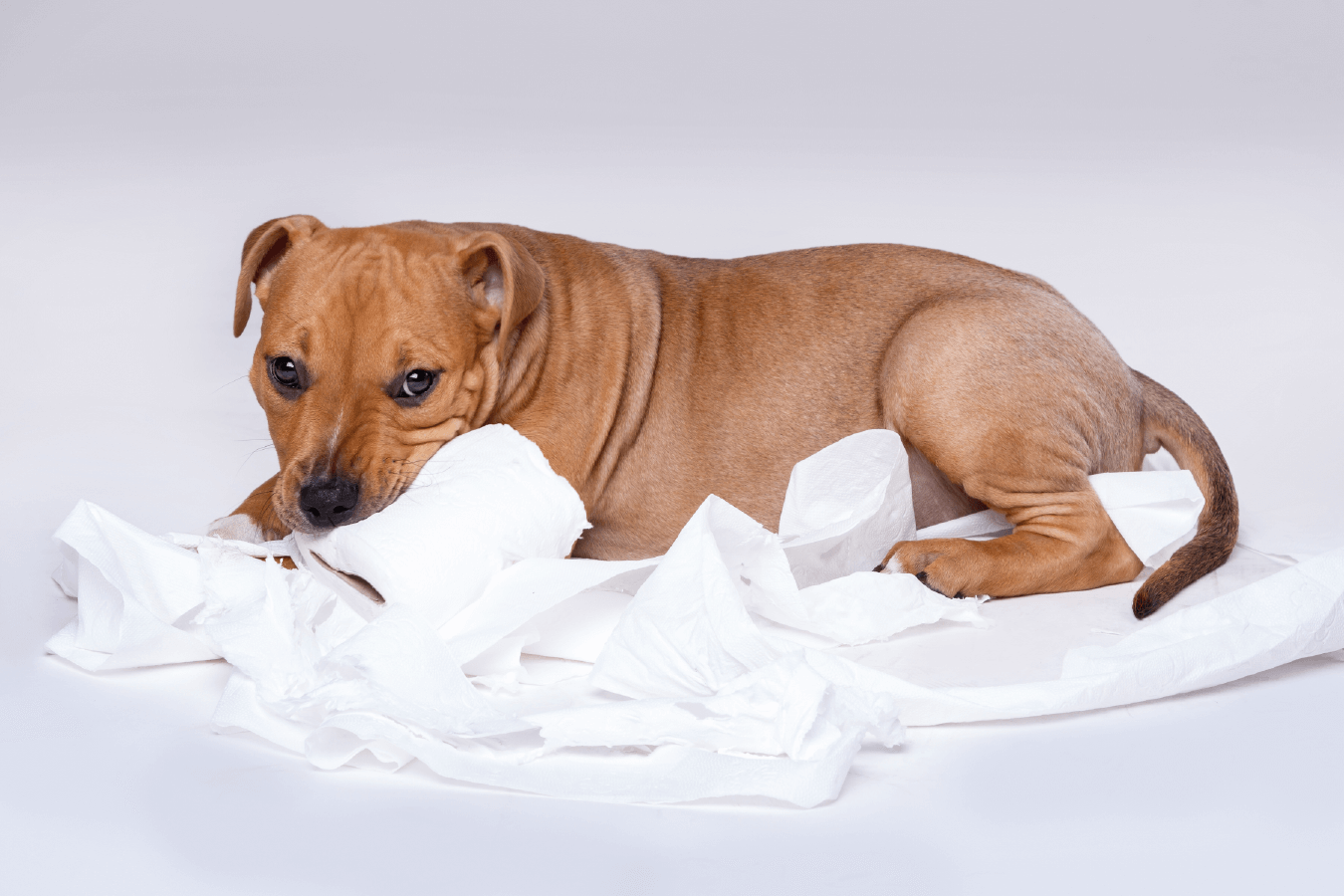 ¿POR QUÉ A LOS PERROS LES GUSTA EL PAPEL HIGIÉNICO?