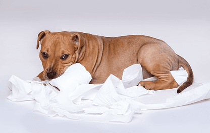 ¿POR QUÉ A LOS PERROS LES GUSTA EL PAPEL HIGIÉNICO?