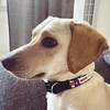 Collar de identificación para perro diseño PEANUTS