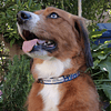 Collar de identificación para perro diseño CHANCHO