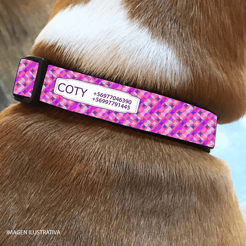 Collar de identificación para perro diseño COTY