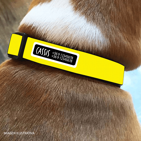 Collar de identificación para perro diseño CASSIS
