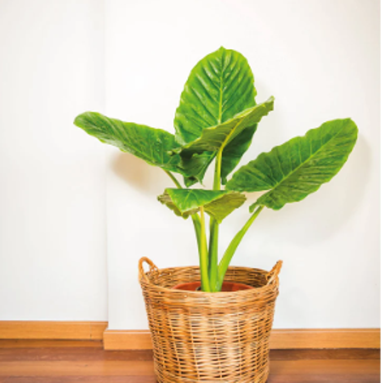 MOWGLI NATURAL XL (MANTO DE EVA) -  MACETERO PLÁSTICO  2