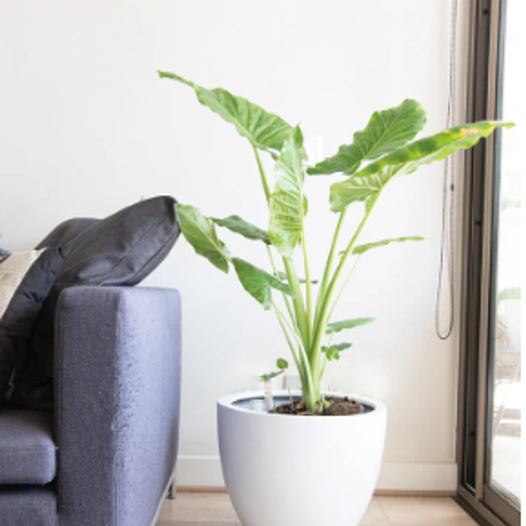 MOWGLI NATURAL XL (MANTO DE EVA) -  MACETERO PLÁSTICO  3