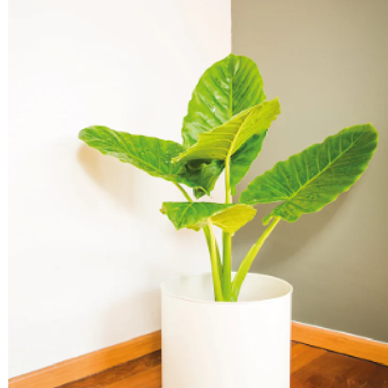 MOWGLI NATURAL XL (MANTO DE EVA) -  MACETERO PLÁSTICO  5