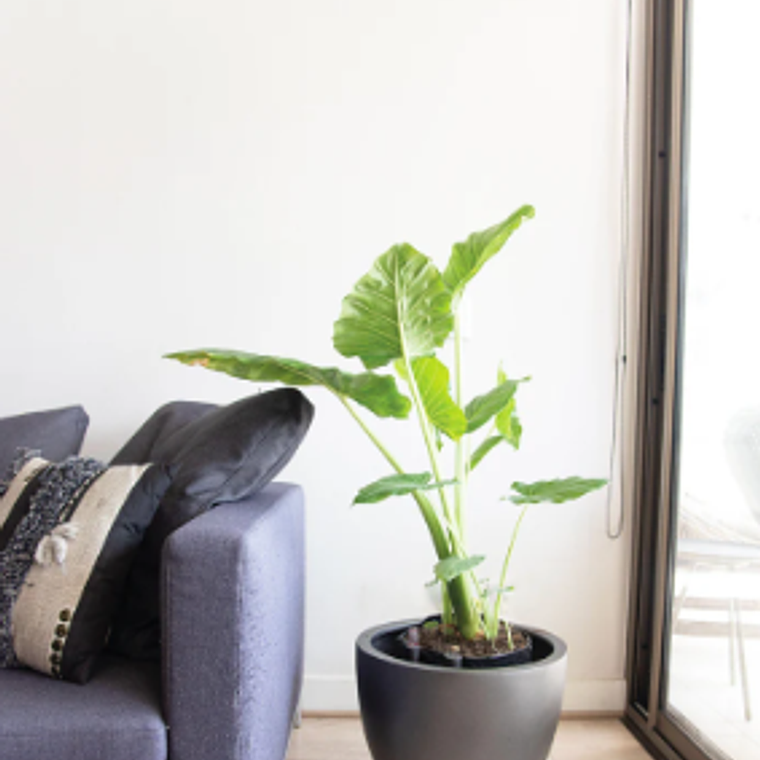 MOWGLI NATURAL XL (MANTO DE EVA) -  MACETERO PLÁSTICO  6