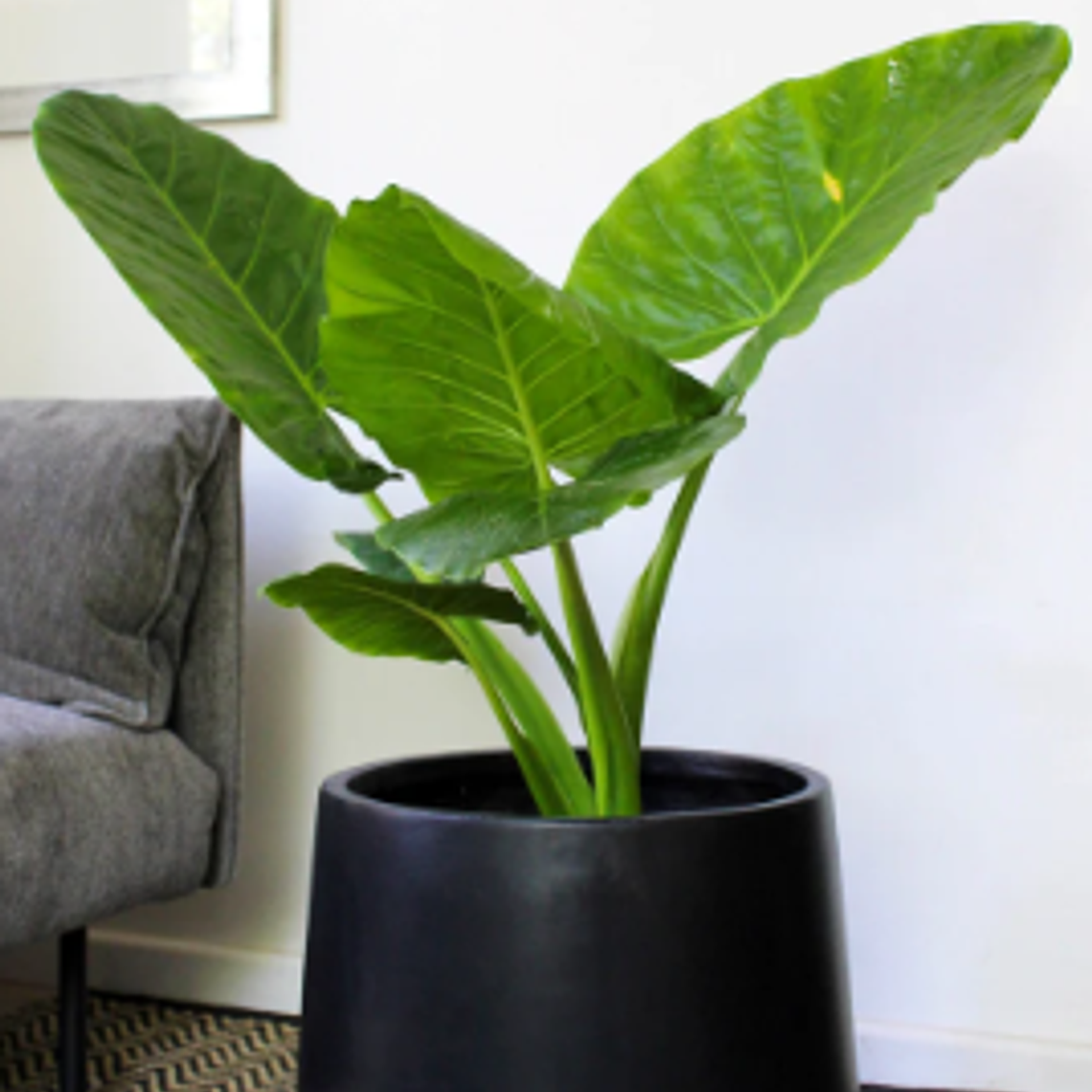 MOWGLI NATURAL XL (MANTO DE EVA) -  MACETERO PLÁSTICO  7