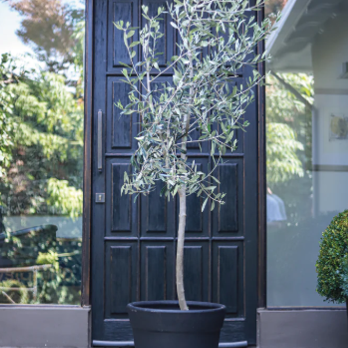 OLIVO NATURAL XXL - MACETERO PLÁSTICO 1