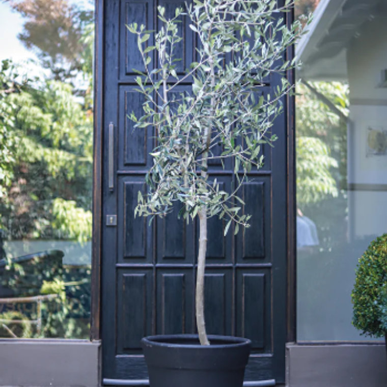 OLIVO NATURAL XXL - MACETERO PLÁSTICO 1