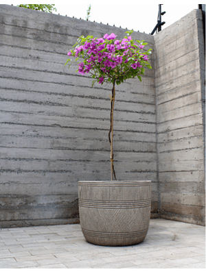 EMILIA NATURAL XXL  (BUGAMBILIA PIE ALTO) - MACETERO PLÁSTICO 