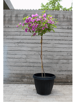 EMILIA NATURAL XXL  (BUGAMBILIA PIE ALTO) - MACETERO PLÁSTICO 