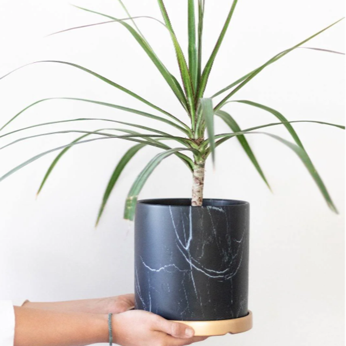 BABY MARGARET NATURAL (DRACENA MARGINATA) - MACETERO PLÁSTICO 2