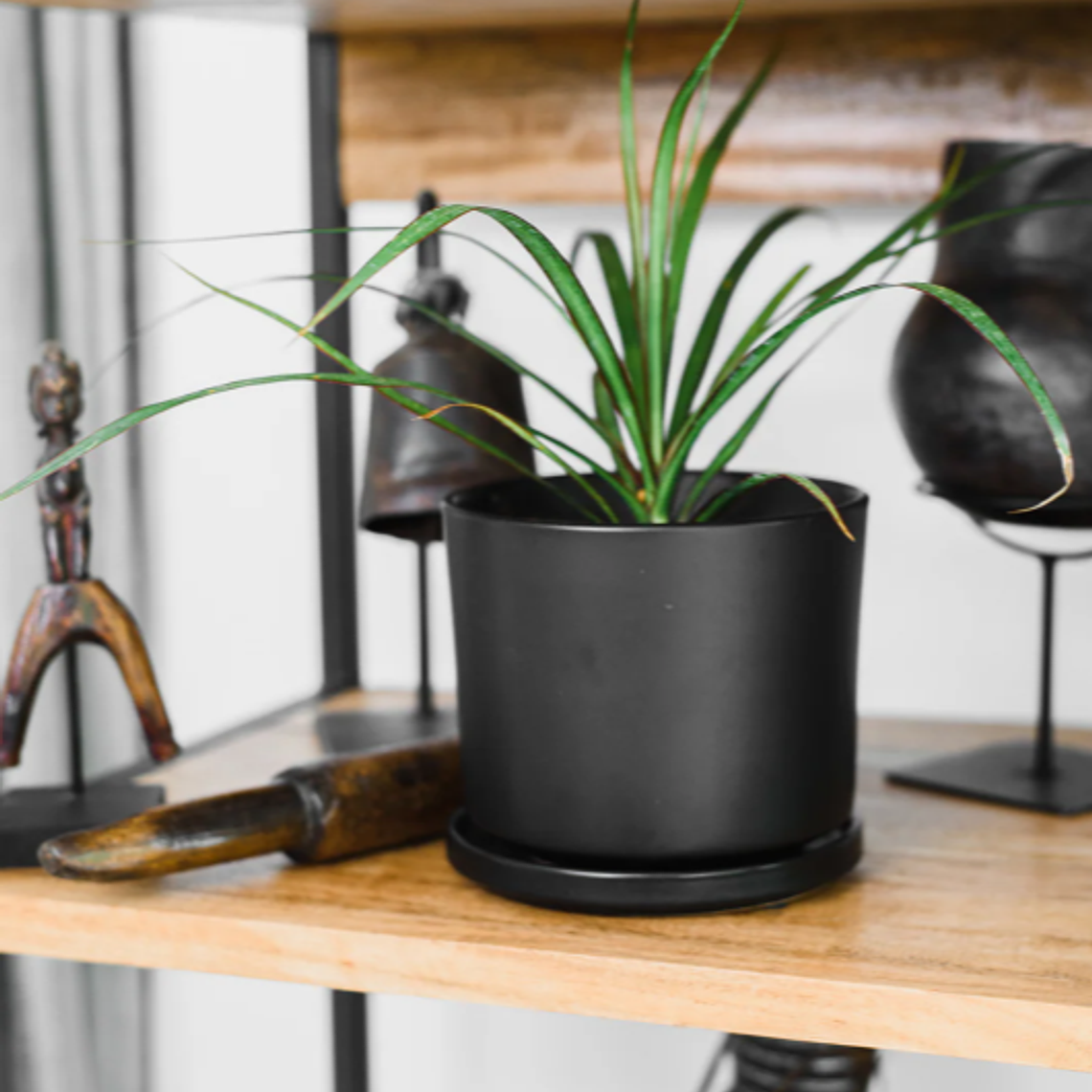 BABY MARGARET NATURAL (DRACENA MARGINATA) - MACETERO PLÁSTICO 3