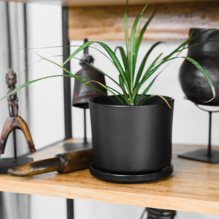 BABY MARGARET NATURAL (DRACENA MARGINATA) - MACETERO PLÁSTICO 3